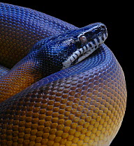 White lipped python snake {Leiopython albertisii} captive, New Guinea