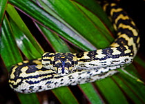 Jungle carpet python snake {Morelia spilota cheynei} portrait, captive, Queensland, Australia