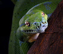 Green tree python snake {Morelia / Chondopython viridis} portrait, captive, occurs Papua New Guinea and Indonesia