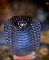 Red neck spitting cobra / Spitting black cobra {Naja nigricollis} tasting with tongue, hood spread, captive, East Africa snake