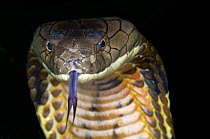 King Cobra {Ophiophagus hannah} portrait tasting with tongue, captive, South eastern Asia snake