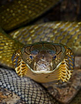 King Cobra {Ophiophagus hannah} portrait, captive, South eastern Asia snake