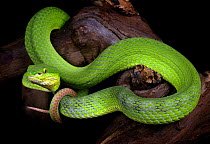 Pope's tree viper snake {Trimeresurus popeorum} portrait wrapped around branch, captive occurs Thailand, Myanmar and Vietnam