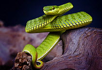 Stejnegeri bamboo viper snake {Trimeresurus stejnegerii} portrait, captive, occurs China, Vietnam and Taiwan