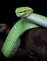 Waglers Temple viper snake {Tropidolaemus wagleri} captive, occurs Philippines, Malaysia and Indonesia