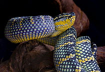Waglers Temple viper snake {Tropidolaemus wagleri} captive, occurs Philippines, Malaysia and Indonesia
