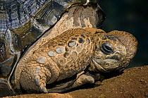 Aldabra tortoise {Geochelone gigantea} close-up profile of head and legs, captive, Aldabra Islands