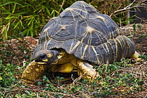 Radiated tortoise {Geochelone radiata} captive, Madagascar