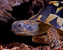 Western hermans tortoise {Testudo hermanni hermanni} captive, Southern Europe