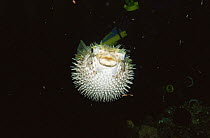 Balloon fish / Spiny pufferfish {Diodon holocanthus} defense display, Caribbean