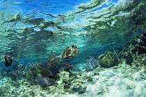 Snorkeler watching Smooth trunkfish {Lactophrys triqueter} Caribbean