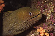 Green moray eel {Gymnothorax funebris} Sea of Cortez, Mexico