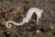 Thorny seahorse {Hippocampus histrix} Sulawesi, Indonesia