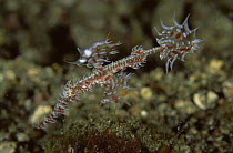 Ornate ghost pipefish {Solenostomus paradoxus} Sulawesi, Indonesia