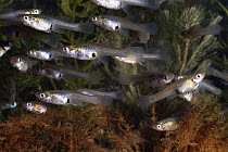Mosquitofish {Gambusia affinis} Delta del Ebro NP, Catalonia, Spain