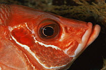 Long jawed squirrelfish {Sargocentron rubrum} Red sea