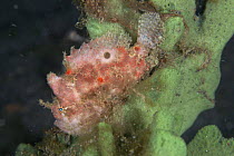 Coinbearing frogfish {Antennarius nummifer} pink variant, on sponge, Sulawesi, Indonesia