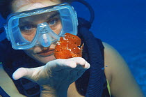 Diver watching Frogfish {Antennarius sp} on her  hand, Indo Pacific