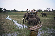 Film crew filming from African Elephant for BBC NHU 'Dawn to Dusk' in the Okavango Delta, Botswana, circa 1995