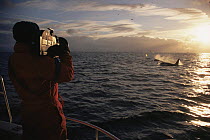 Doug Allan filming Killer whales surfacing at sunset for BBC NHU 'The Blue Planet'. Tysfjord, Norway, 1997