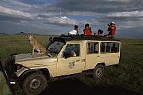 Cheetah 'Queenie' sitting on safari vehicle during filming of BBC NHU 'Big Cat Diary', Masai Mara GR, Kenya