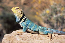 Collared lizard {Crotaphytus collaris} Grand Canyon, Arizona, USA