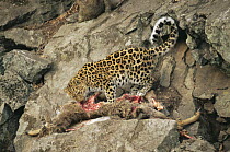 Wild Amur leopard {Panthera pardus orientalis} feeding on wild goat prey, Ussuriland, Far East Russia, 2004