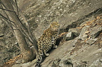 Wild Amur leopard {Panthera pardus orientalis} Ussuriland, Far East Russia, 2004