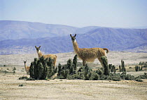 Guanaco {Lama guanicoe} on the Atacama Desert, Chile, c 2004
