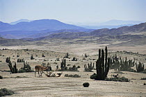 Guanaco {Lama guanicoe} and Cacti on the Atacama Desert, Chile, c 2004