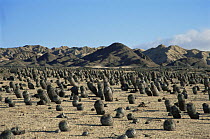 Cacti on the Atacama Desert, Chile, c 2004