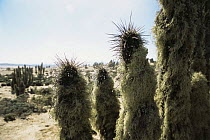 Fog dew and lichen on Cactus spines, Atacama Desert, Chile, c 2004