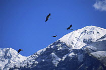 Demoiselle cranes {Anthropoides virgo} on migration flying over the Himalayas, Nepal, c 2004