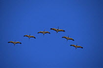Demoiselle cranes {Anthropoides virgo} on migration flying over the Himalayas, Nepal, c 2004