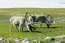 Reindeer {Rangifer tarandus} grazing, antlers in velvet,  Svalbard, Norway, Arctic, c 2004