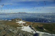 Flock of Little auks {Plautus alle} flying, Svalbard, Norway, Arctic, c 2004