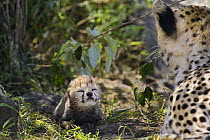 Cheetah {Acinonyx jubatus} 5-day cub, with eyes closed crawling to mother in nest, Masai Mara Reserve, Kenya