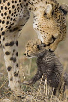Cheetah {Acinonyx jubatus} female carrying 16-day cub, Masai Mara Reserve, Kenya