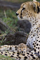 Cheetah {Acinonyx jubatus} mother with sleeping 7-day cub, Masai Mara Reserve, Kenya