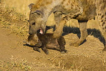 Spotted Hyena {Crocuta crocuta} mother trying to lift 8-10 week cub, Masai Mara Conservancy, Kenya