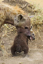 Spotted Hyena {Crocuta crocuta} mother trying to lift 9-11 week cub, Masai Mara Conservancy, Kenya