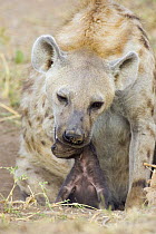 Spotted Hyena {Crocuta crocuta} mother picking up newborn cub (less than 1-day) Masai Mara Conservancy, Kenya
