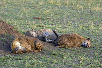 Spotted Hyenas {Crocuta crocuta} muddy and resting, after feeding and wallowing in mud, Masai Mara Conservancy, Kenya