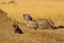Spotted Hyena {Crocuta crocuta} mother and 8-10 week cub resting next to communal den, Masai Mara Conservancy, Kenya