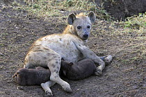 Spotted Hyena {Crocuta crocuta} mother with 1-month cubs suckling, Masai Mara Conservancy, Kenya