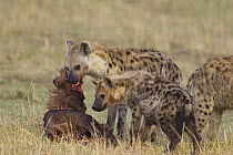 Female and juvenile Spotted Hyena {Crocuta crocuta} feeding on Wildebeest carcass, Masai Mara Conservancy, Kenya