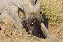 Spotted Hyena {Crocuta crocuta} mother mouthing newborn cub (less than 1-day) Masai Mara Conservancy, Kenya