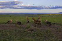 Spotted Hyena {Crocuta crocuta} adult females and cubs at communal den, watching Thomson's gazelles, Masai Mara Conservancy, Kenya