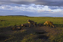 Spotted Hyena {Crocuta crocuta} adult females with cubs at communal den at sunset, Masai Mara Conservancy, Kenya Note - Digitally removed small structure at the top of hill in background
