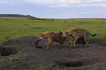 Spotted Hyena {Crocuta crocuta} adult females fighting over meat at communal den, Masai Mara Conservancy, Kenya Note- Digitally removed small structure at the top of hill in background